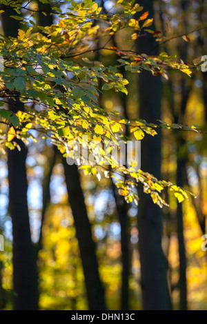 Feuilles de hêtre rétroéclairé en automne à la hêtraies Cambridge, Royaume-Uni Banque D'Images