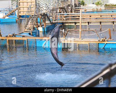 Saut de dauphins dans un aquarium Banque D'Images