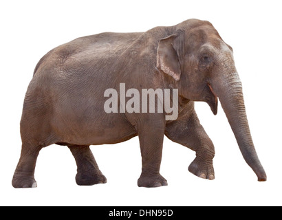 Éléphant d'Asie (Elephas maximus) Banque D'Images