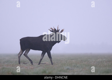 Bull Elk puissant (Alces alces) en début de matinée. L'Europe, l'Estonie Banque D'Images