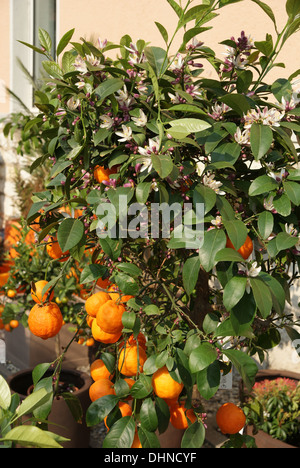 Oranger Banque D'Images