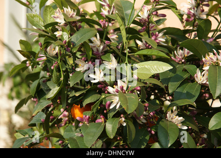 Oranger Banque D'Images