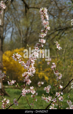 Flowering cherry Banque D'Images