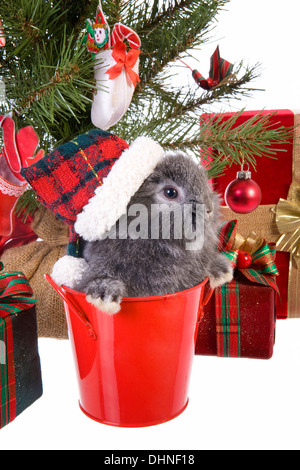 Noël mignon mini gris bébé lapin bélier wearing hat en vertu de l'arbre de Noël avec des cadeaux isolé sur fond blanc Banque D'Images