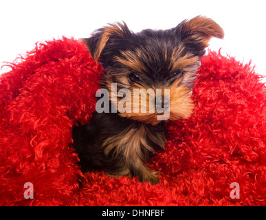 Chiot Yorkshire Terrier isolé sur rouge Banque D'Images