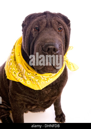 Shar Pei noir dog wearing écharpe jaune isolé sur fond blanc Banque D'Images