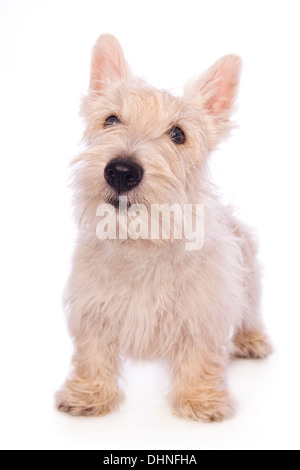 Wheaten Terrier écossais chien isolé sur fond blanc Banque D'Images