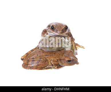 Trois grenouilles d'arbre dans une pile isolé sur fond blanc Banque D'Images