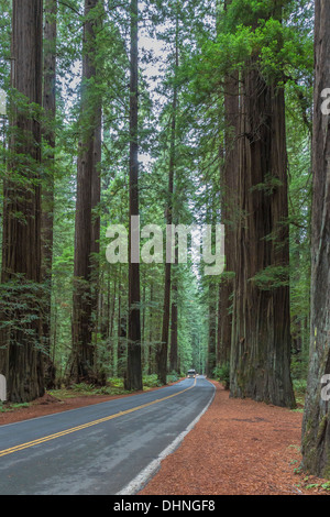 Coast Redwood, Sequoia sempervirens, le long de l'Avenue of the Giants, SR 254, par Humboldt Redwoods State Park en Californie Banque D'Images