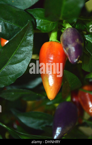 Gros plan d'une usine de piment Padron rouge à l'automne Flower Show Yorkshire Harrogate Banque D'Images