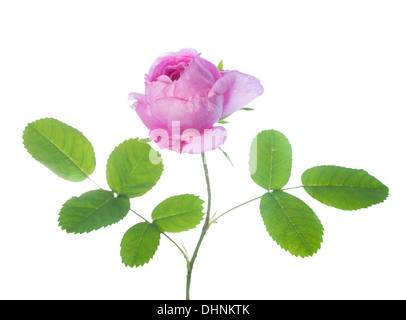 Rose rose isolé sur fond blanc, gros plan Banque D'Images