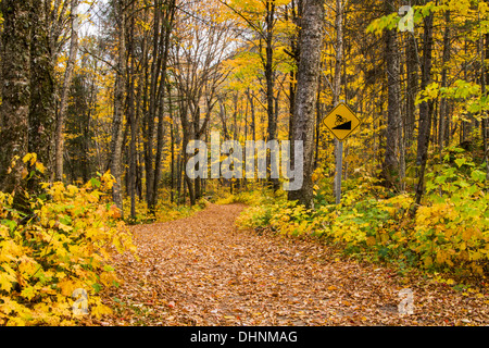 Beau sentier de randonnée à vélo à travers le parc en automne Banque D'Images