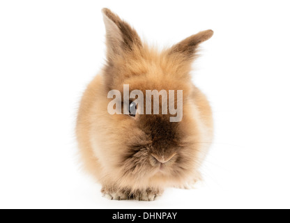 Lapin tête de lion, Oryctologus Cuniculus, isolated on White Banque D'Images