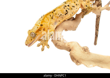 Crested Gecko sur fond blanc. Banque D'Images