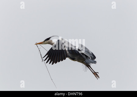 Héron cendré (Ardea cinerea) Banque D'Images