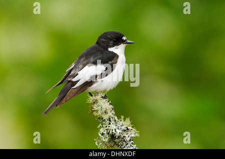 Un homme adulte (Ficedula hypoleuca) perché sur une brindille incrustés de lichens à Gilfach Farm Banque D'Images