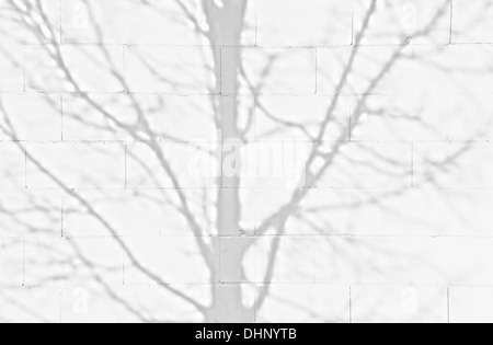 Les ombres des arbres sur un mur blanc Banque D'Images