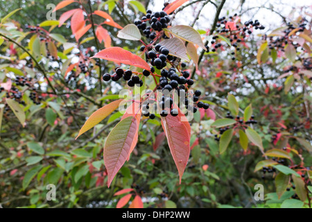 La fructification Bird Cherry Prunus padus Arbre Teesdale supérieur County Durham UK Banque D'Images