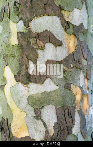 L'écorce des arbres abstract ressemblant à motif camouflage militaire splinter Banque D'Images