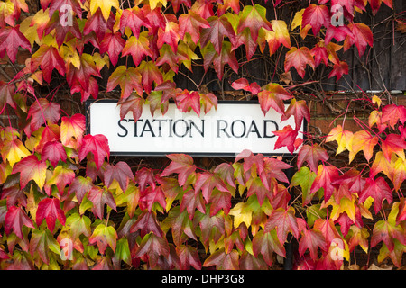 Boston ivy (vigne du Parthenocissus tricuspidata) en couleurs de l'automne autour de panneau routier. Angleterre, Royaume-Uni Banque D'Images