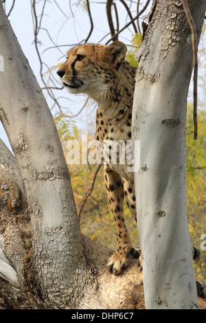 Cheetah dans un arbre, désert de Namibie, Namibie,Afrique. Banque D'Images