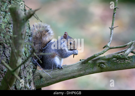 Jeune écureuil gris Sciurus carolinensis se nourrissant d'un sycomore Teesdale Semences County Durham UK Banque D'Images