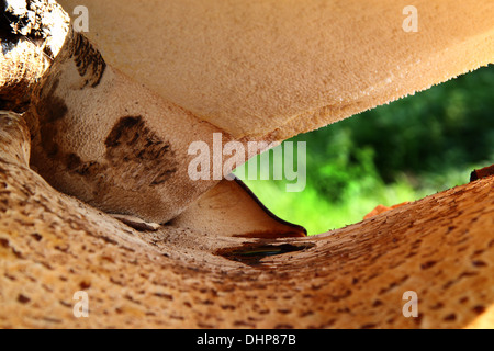 Près d'un champignon d'arbre Banque D'Images