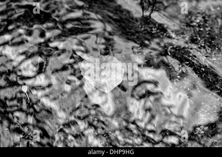 Feuilles de l'eau courante en noir et blanc Banque D'Images