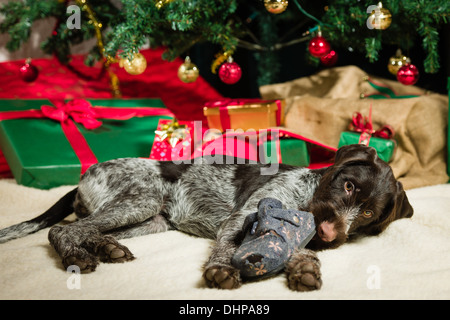 Braque Allemand chiot jouant avec une chaussure, arbre de Noël et des cadeaux au contexte Banque D'Images