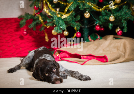 Chiot braque allemand, arbre de Noël et présente sur l'arrière-plan Banque D'Images