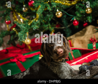 Braque Allemand chiot jouant avec une chaussure, arbre de Noël et des cadeaux au contexte Banque D'Images