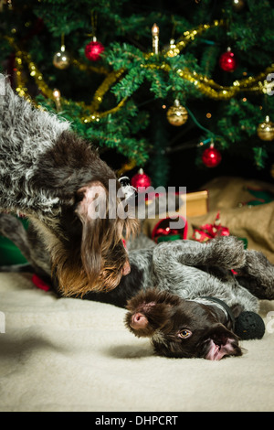 Des profils et pyppy korthals allemand pointeurs, arbre de Noël et des cadeaux au contexte Banque D'Images