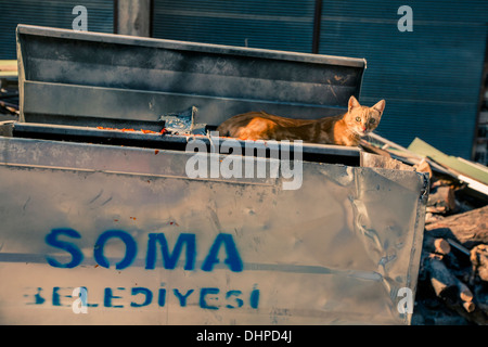 Chat sur des conteneurs à déchets. Soma, Turquie 2013 Banque D'Images