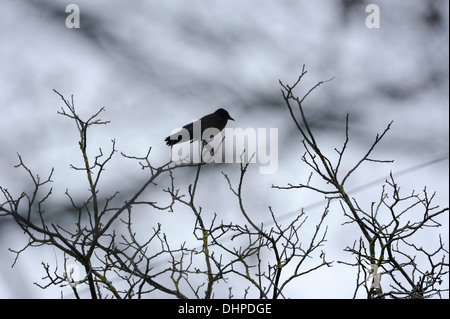 Crow assis sur un arbre sans feuilles en mauvais temps orageux Banque D'Images