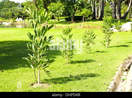 Les jeunes petit arbre qui fleurit dans le jardin Banque D'Images