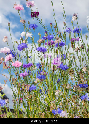 Fleurs de maïs, Centaurea cyanus Banque D'Images