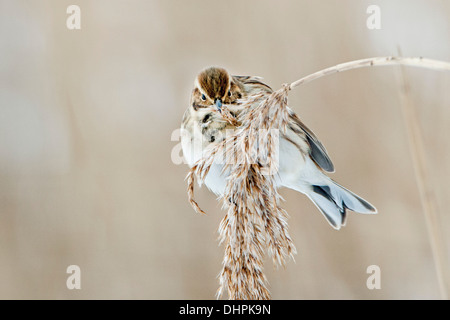 Pays-bas, Lelystad, Parc National de Oostvaardersplassen. L'hiver. Reed bunting Banque D'Images