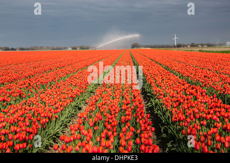 Pays-bas, l'ESPEL. Champ de tulipes. Réseau sprinkleur Banque D'Images