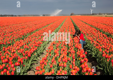 Pays-bas, l'ESPEL. Champ de tulipes. Marjolijn photographe officiel van de prendre une photographie. Réseau sprinkleur Banque D'Images