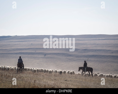 Les bergers avec leurs moutons près de David Gareja à Kakheti, Géorgie Banque D'Images