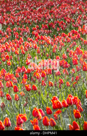 Pays-bas, l'ESPEL. Champ de tulipes. Les tulipes sont arrosées par sprinkleurs Banque D'Images