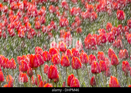 Pays-bas, l'ESPEL. Champ de tulipes. Les tulipes sont arrosées par sprinkleurs Banque D'Images