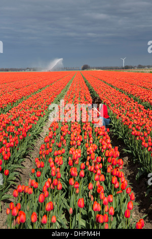 Pays-bas, l'ESPEL. Champ de tulipes. Marjolijn photographe officiel van de prendre une photographie. Réseau sprinkleur Banque D'Images