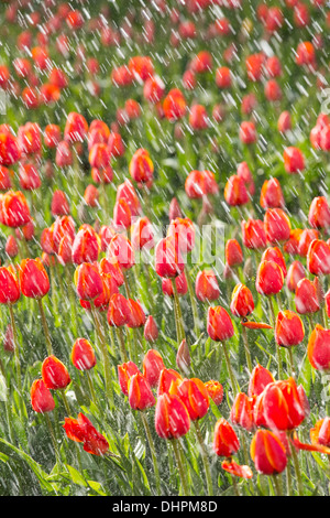 Pays-bas, l'ESPEL. Champ de tulipes. Les tulipes sont arrosées par sprinkleurs Banque D'Images