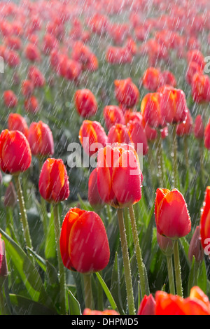 Pays-bas, l'ESPEL. Champ de tulipes. Les tulipes sont arrosées par sprinkleurs Banque D'Images