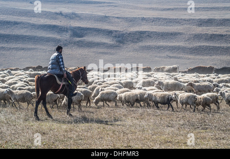 Berger avec ses moutons près de David Gareja à Kakheti, Géorgie. Banque D'Images