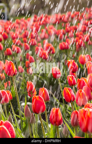 Pays-bas, l'ESPEL. Champ de tulipes. Les tulipes sont arrosées par sprinkleurs Banque D'Images