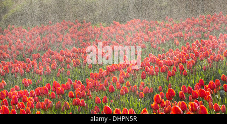Pays-bas, l'ESPEL. Champ de tulipes. Les tulipes sont arrosées par sprinkleurs Banque D'Images