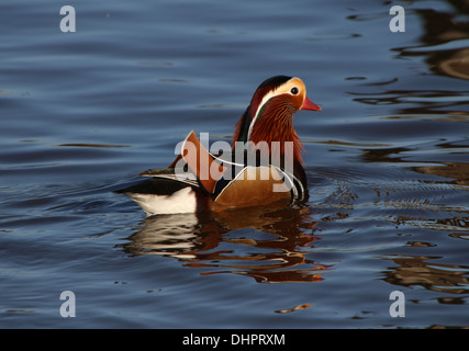 Close-up of a natation homme Canard mandarin (Aix galericulata) Banque D'Images