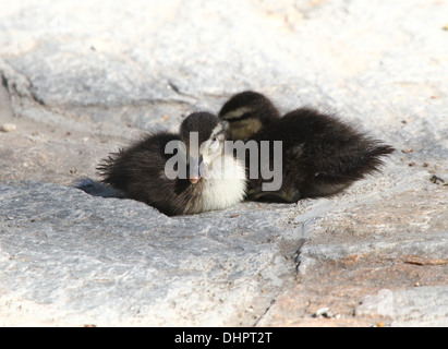 Deux jeunes canetons mandarin (Aix galericulata) sieste au soleil Banque D'Images